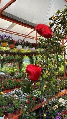 Floryalı Botanik Peyzaj