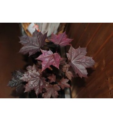 ACER PLATANOİDES -CRİMSON KİNG ürünümüz - Floryalı Botanik Peyzaj