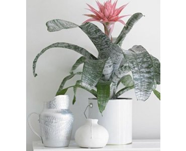 AECHMEA FASCİATA ürünümüz - Floryalı Botanik Peyzaj
