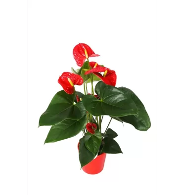 ANTHURİUM ANDRAEANUM ürünümüz - Floryalı Botanik Peyzaj