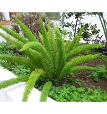 ASPARAGUS DENSİFLORUS 'MEYERİİ' ürünümüz - Floryalı Botanik Peyzaj