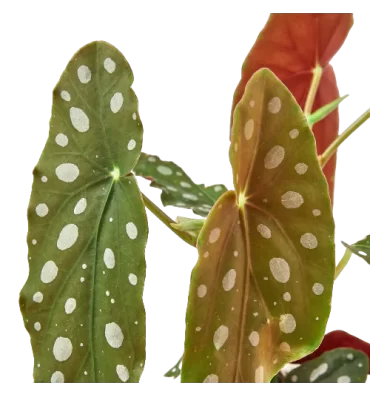BEGONİA MACULATA ürünümüz - Floryalı Botanik Peyzaj