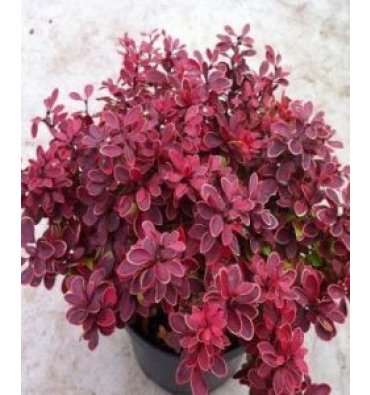 BERBERİS X MEDİA 'RED JEWEL' ürünümüz - Floryalı Botanik Peyzaj