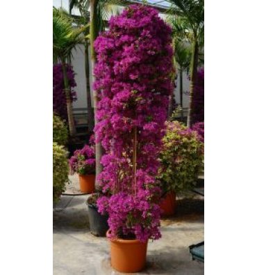 BOUGAİNVİLLEA GLABRA 'SANDERİANA' ürünümüz - Floryalı Botanik Peyzaj