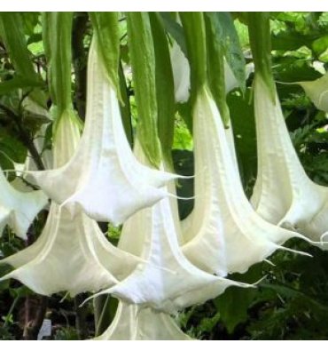BRUGMANSİA ARBOREA ürünümüz - Floryalı Botanik Peyzaj