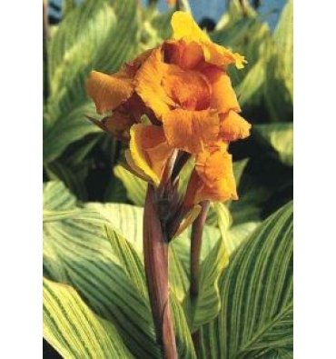 CANNA 'BENGAL TİGER' ürünümüz - Floryalı Botanik Peyzaj