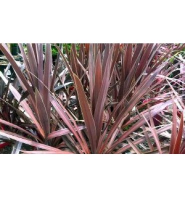 CORDYLİNE AUSTRALİS 'ATROPURPUREA' ürünümüz - Floryalı Botanik Peyzaj