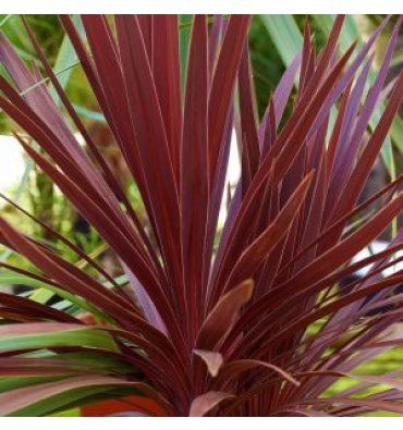 CORDYLİNE AUSTRALİS 'RED STAR' ürünümüz - Floryalı Botanik Peyzaj