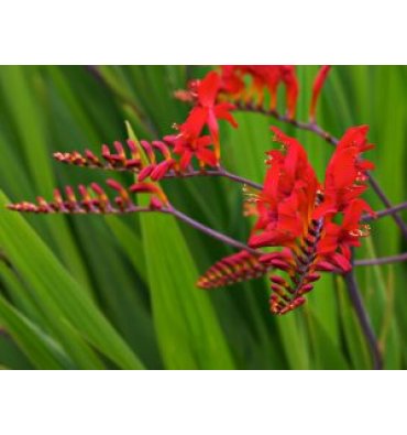 CROCOSMİA LUCİFER ürünümüz - Floryalı Botanik Peyzaj