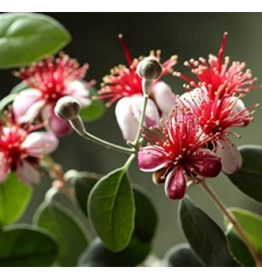 FEİJOA SELLOWİANA ürünümüz - Floryalı Botanik Peyzaj