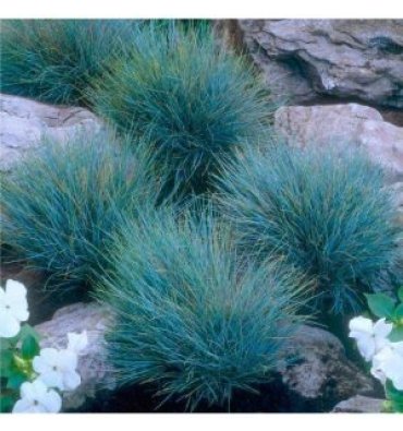 FESTUCA GLAUCA 'ELİJAH BLUE' ürünümüz - Floryalı Botanik Peyzaj