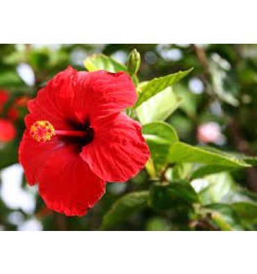 HİBİSCUS ROSA SİNENSİS ürünümüz - Floryalı Botanik Peyzaj