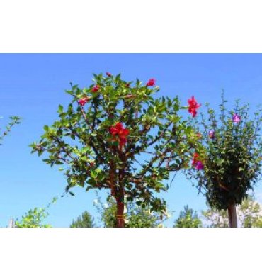 HİBİSCUS ROSA SİNENSİS ürünümüz - Floryalı Botanik Peyzaj