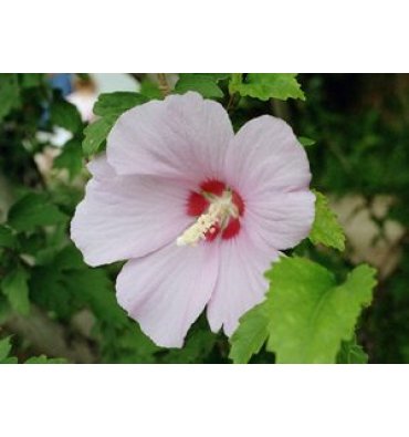 HİBİSCUS SYRİACUS (HATMİİ) ürünümüz - Floryalı Botanik Peyzaj