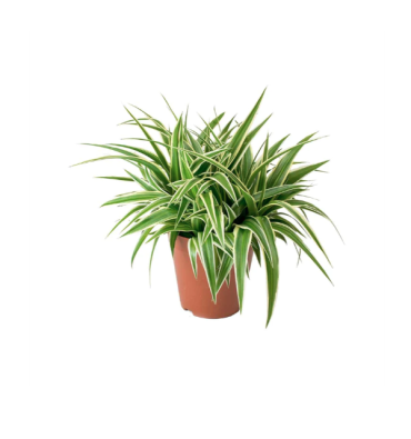 CHLOROPHYTUM ürünümüz - Floryalı Botanik Peyzaj