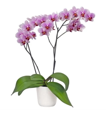 PHALAENOPSİS SP. ürünümüz - Floryalı Botanik Peyzaj