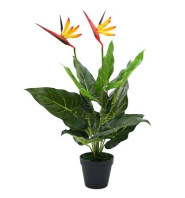 STRELİTZİA REGİNAE ürünümüz - Floryalı Botanik Peyzaj