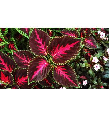 COLEUS ürünümüz - Floryalı Botanik Peyzaj