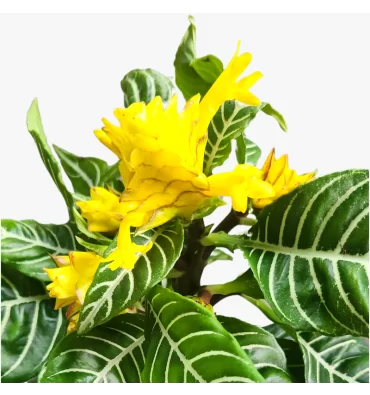 APHELANDRA SQUAROSSA ürünümüz - Floryalı Botanik Peyzaj